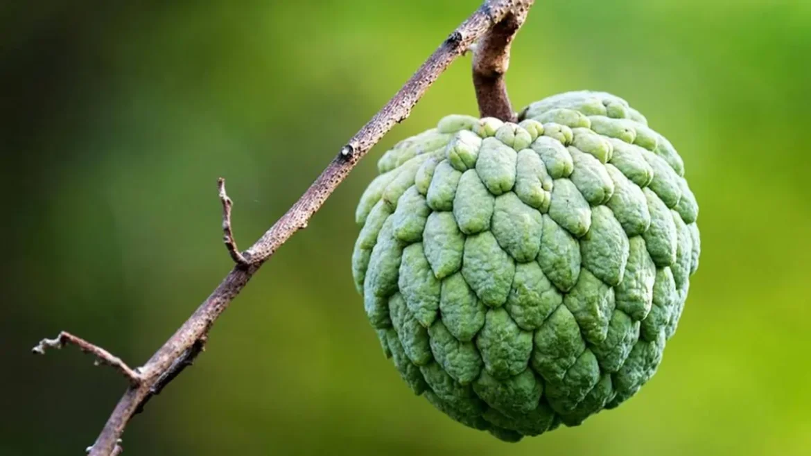 buah srikaya
