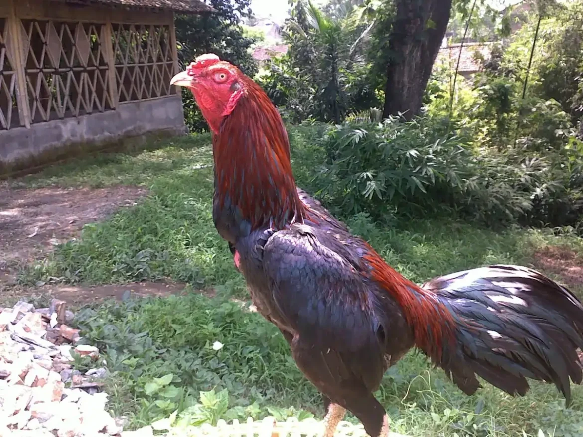 Raja Jago