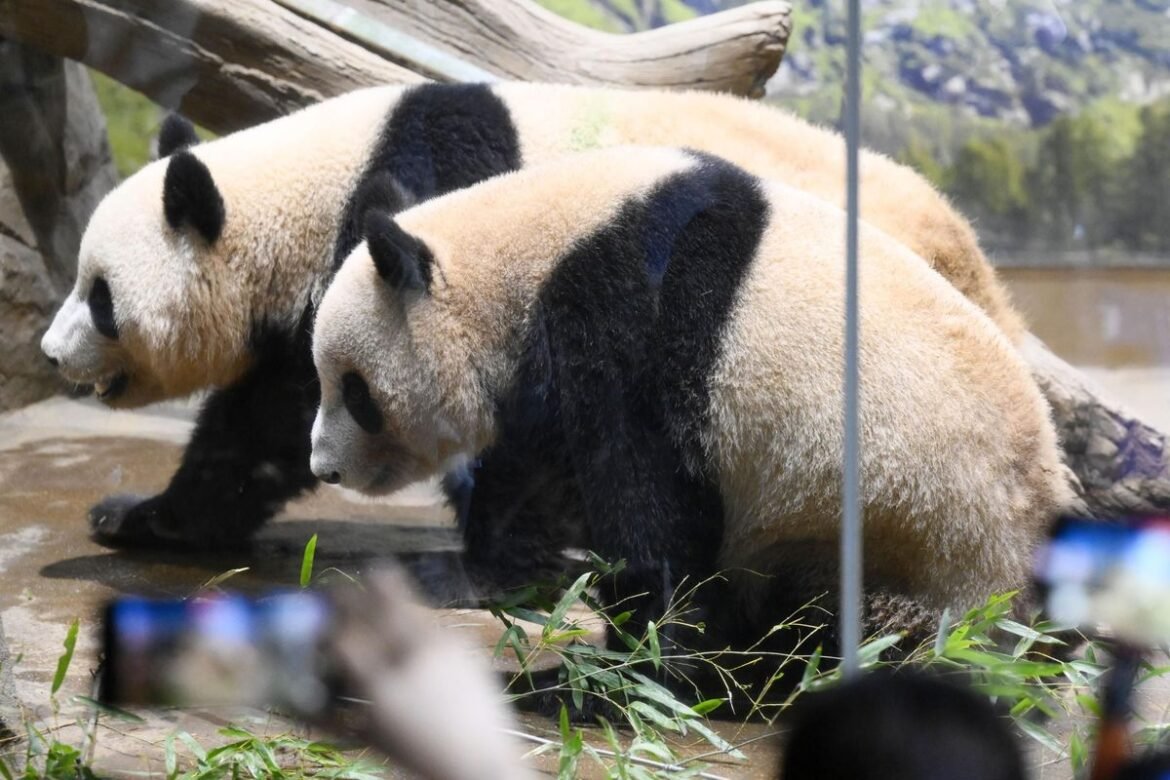 Panda Terakhir